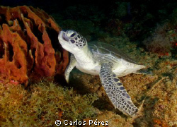 Green Sea Turtle Fliendly Clos up @ Aguadilla PR by Carlos Pérez 